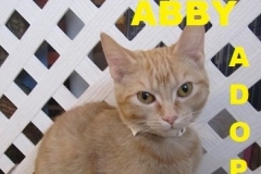 Abby - Adopted - February 15, 2018  with Ray Donovan