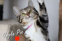 Apple-Pie-Adopted-on-March-7-2020-with-Cutie-Pie