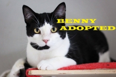 Benny - Adopted - January 24, 2018