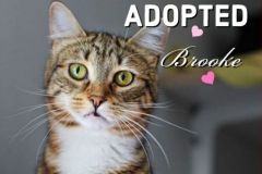 Brooke-Adopted-on-January-25-2020-with-Tucker