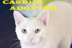 Casper - Adopted - September 9, 2018