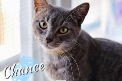 Chance-Adopted-on-September-28-2019