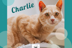 Charlie-Adopted-on-July-27-2019