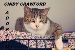 Cindy Crawford - Adopted - December 16, 2017
