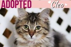 Cleo-Adopted-on-February-9-2020-with-Fonzie