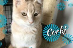Corki-Adopted-on-November-10-2019