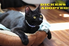 Dickens - Adopted - September 22, 2018 with Boomer