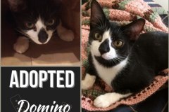 Domino-Adopted-on-June-8-2019-with-Lily