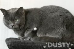 Dusty-Adopted-on-June-1-2019
