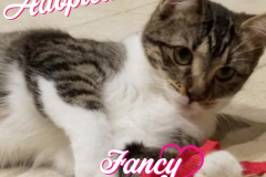 Fancy-Adopted-on-April-14-2019