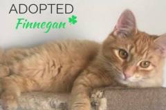 Finnegan-Adopted-on-March-1-2020