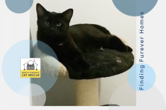 Gabriel-Adopted-on-April-6-2019