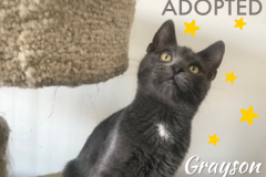 Grayson-Adopted-on-March-20-2020-with-Niki