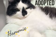 Hammie-Adopted-on-February-16-2020