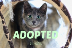 Hobbs - ADOPTED - March 4,2017