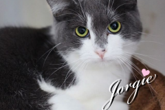 Jorgie-Adopted-on-March-21-2020-with-Snickers