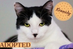 Kennedy-Adopted-on-June-23-2019