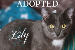 Lily-Adopted-on-June-8-2019-with-Domino