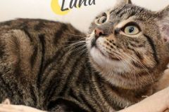 Luna-Adopted-on-April-4-2020-with-Dennison