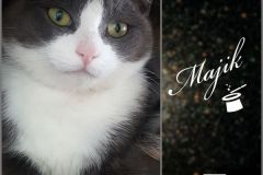 Majik-Adopted-on-May-24-2020-with-Mindi