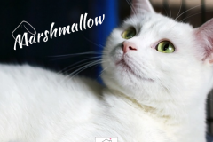 Marshmallow-Adopted-on-October-26-2019