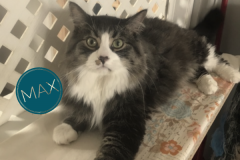 Max-Adopted-on-May-25-2019