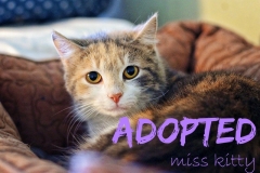 Miss Kitty - ADOPTED - April 23,2017
