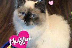 Muffin-Adopted-on-December-14-2019