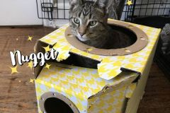 Nugget-Adopted-on-March-26-2020