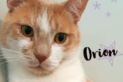 Onrion-Adopted-on-June-8-2019