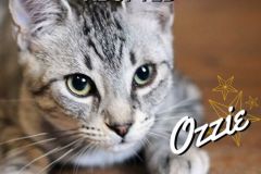 Ozzie-Adopted-on-November-24-2019-with-Harriet