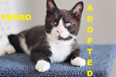 Pedro - Adopted - March 13, 2018