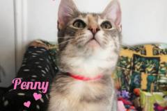 Penny-Adopted-on-February-22-2020
