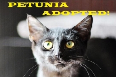 Petunia - Adopted - September 20, 2018 with Enzo