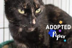 Piper-Adopted-on-May-2-2020