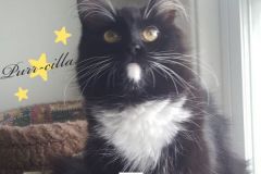 Purr-cilla-Adopted-on-April-26-2020-with-Cosmo