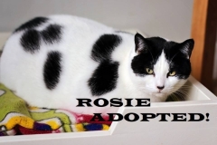 Rosie - Adopted on December 30, 2018