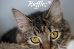 Ruffles-Adopted-on-February-15-2020