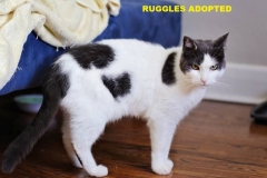 Ruggles - Adopted - November 23, 2017 with Dante