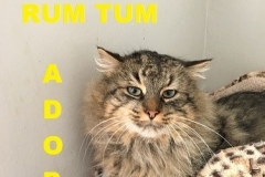 Rum Tum - Adopted - February 24, 2018