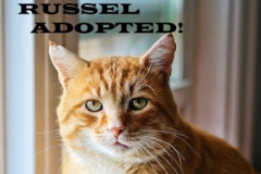 Russel - Adopted on November 3, 2018 with Norman