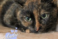 Sadie-Adopted-on-July-23-2019-with-Abbott