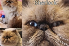 Sherlock-Adopted-on-July-16-2019