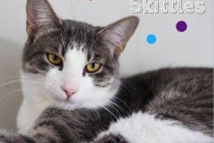 Skittles-Adopted-on-April-5-2020
