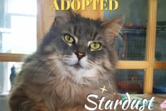 Stardust-Adopted-on-July-27-2019