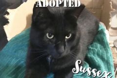Sussex-Adopted-on-February-9-2020