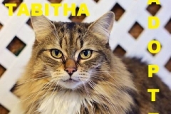 Tabitha - Adopted - April 7, 2018 with Buffy