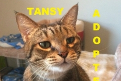 Tansy - Adopted - April 29, 2018 with Mr. Bates