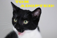 Tom - Adopted - October 5, 2018 with Jerry