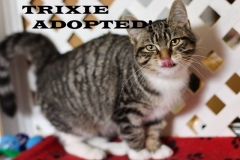 Trixie - Adopted on February 8, 2019 with Dice